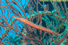 trumpetfish